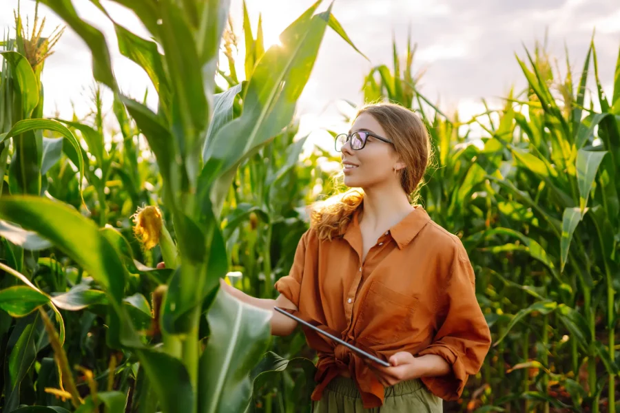 farmer-woman-stands-in-field-inspects-green-corn-2023-11-27-04-49-54-utc